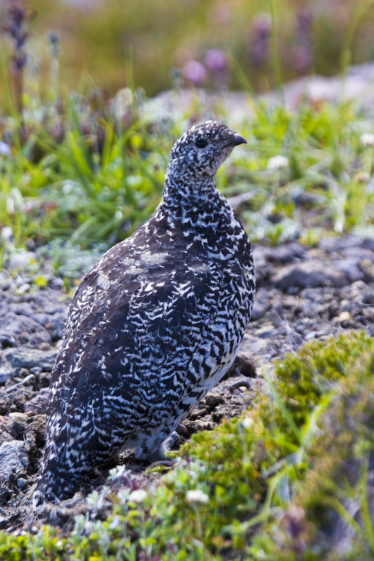 White-Tailed Ptarmigan